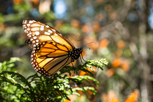 https://pussmoth.com/las-mariposas-monarca-regresan-a-lo-grande/